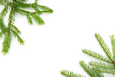 Firavun dalları beyaz bir arka planda izole edildi. Uzayı kopyala Yeni yıl Noel 'i. Evrensel şablon.