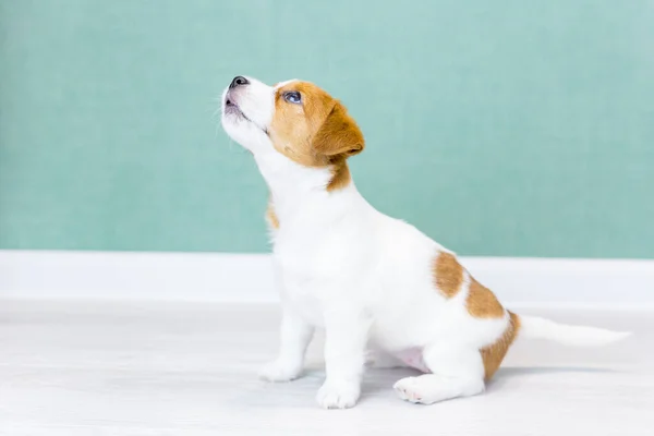 Kahverengi Benekli Güzel Beyaz Jack Russell Terrier Köpeği Yeşil Bir — Stok fotoğraf