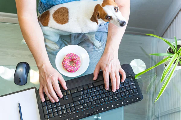 Male Hands Typing Keyboard Donut Plate Glass Table Dog Sitting — Stock Photo, Image