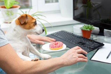 Erkek eller klavyeye yazı yazıyor, cam bir masada bir donut tabakta oturuyor, bir köpek oturuyor, monitöre bakıyor. Ev ofisi, uzaktan öğrenme, uzaktan çalışma. - İş yerinde kahvaltı var. Takım çalışması..