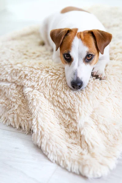 Lindo Cão Jack Russell Terrier Está Chão Cobertor Fofo Seu — Fotografia de Stock