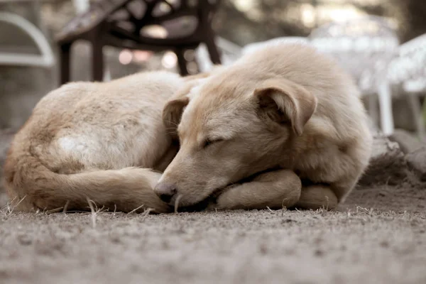 Fotos Perro — Foto de Stock