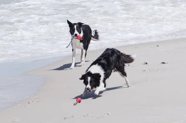 Deux Collies Frontalières Jouant Sur Plage Image En Vente