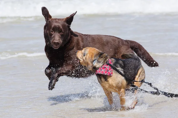 Chiens Labrador Bâtard Jouer Sur Plage Images De Stock Libres De Droits