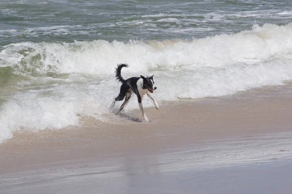 Heureux Frontière Collie Jouer Sur Plage Images De Stock Libres De Droits