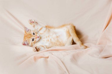 zencefil kedi yavrusu kapalı ışık arka plan oynuyor