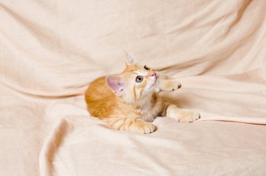 zencefil kitten ışık arka plan kapalı