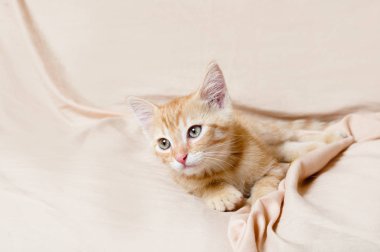 zencefil kitten ışık arka plan kapalı