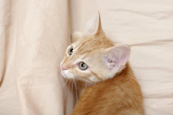 Кинопортрет имбирного котёнка — стоковое фото