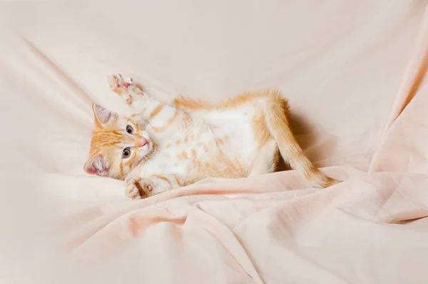 Gengibre gatinho jogar luz fundo dentro de casa — Fotografia de Stock