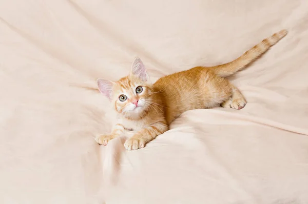 Имбирный котенок светлый фон в помещении — стоковое фото