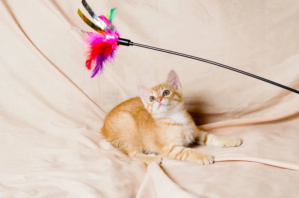 Ginger kitten light background indoors — Stock Photo, Image