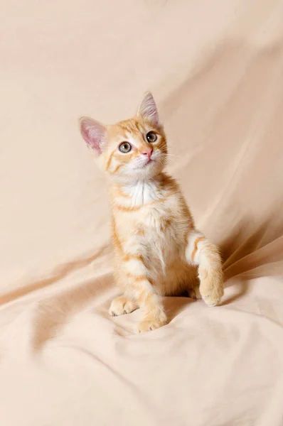 Τζίντζερ γατάκι φως φόντο σε εσωτερικούς χώρους — Φωτογραφία Αρχείου