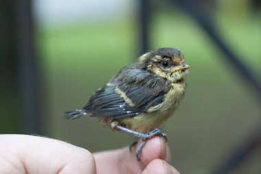 Eurasian mavi baştankara Amatör (Cyanistes caeruleus). Küçük ötücü bebek kuşu. Mavi baştankara. El avuç üzerinde oturan küçük bir kuş.