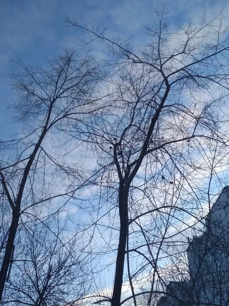 Árboles Desnudos Con Aves Invierno Sobre Fondo Edificios Residenciales — Foto de Stock