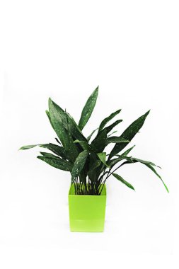 Tencerede beyaz arka plan üzerinde çiçek 