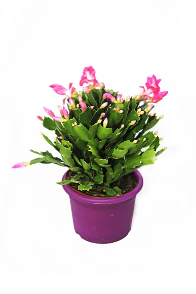Flower Pot White Background — Stock Photo, Image