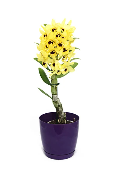 Flor Maceta Sobre Orquídea Blanca Del Fondo — Foto de Stock