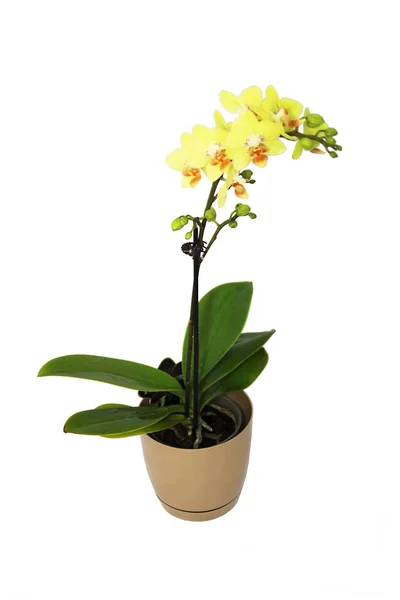 Flower Pot White Background Orchid — Stock Photo, Image