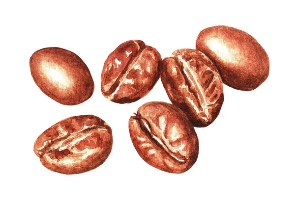 Watercolor Hand Drawn Coffee Beans Isolated Natural Food Illustration White — Stock Photo, Image