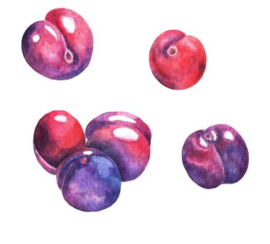 Beyaz arka planda birkaç sulu erik var. Suluboya. Görüntü