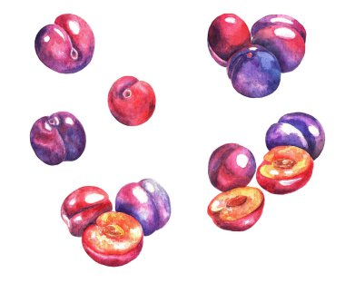 Beyaz arka planda birkaç sulu erik var. Suluboya. Görüntü