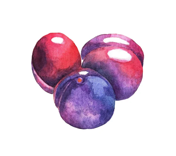 Trois Prunes Juteuses Sur Fond Blanc Aquarelle Illustration — Photo