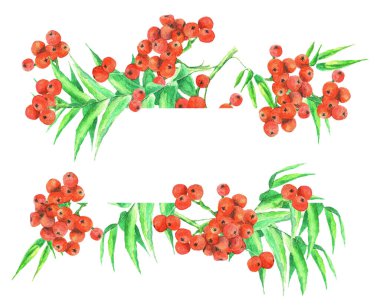 Beyaz arka planda Rowan şubesi. Çerçeve. Suluboya. Görüntü