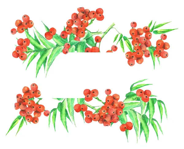 Beyaz arka planda Rowan şubesi. Çerçeve. Suluboya. Görüntü