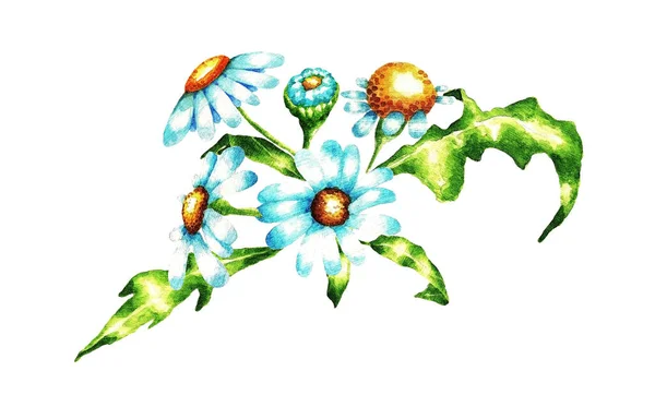 Квітковий Букет Ромашки Ізольовані Ілюстрації Білому Тлі Акварельна Ілюстрація — стокове фото