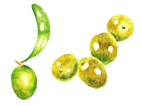 Sprig Olives Leaves White Background Watercolor Illustration — Stock Photo, Image