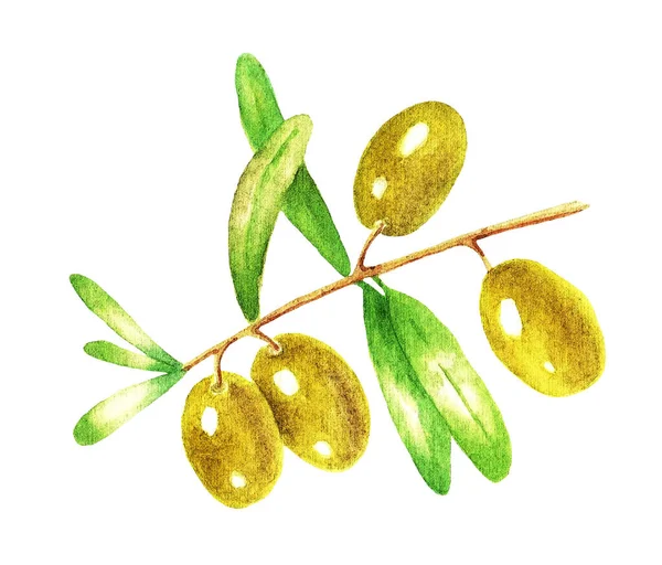 Brin Olives Avec Des Feuilles Sur Fond Blanc Aquarelle Illustration — Photo