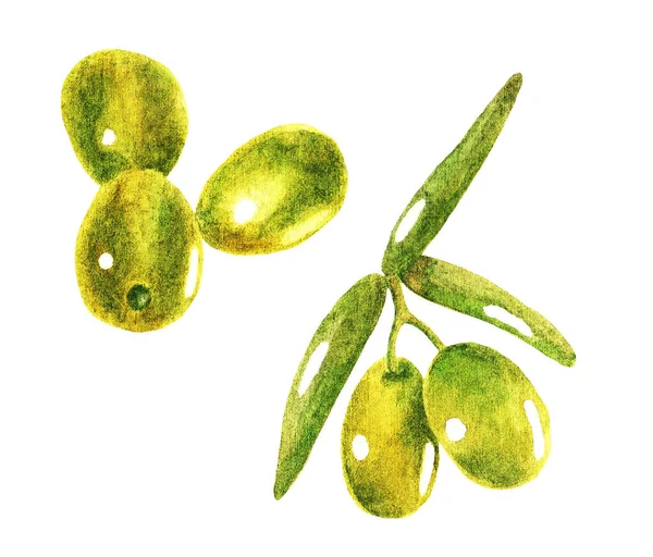 Brin Olives Avec Des Feuilles Sur Fond Blanc Aquarelle Illustration — Photo