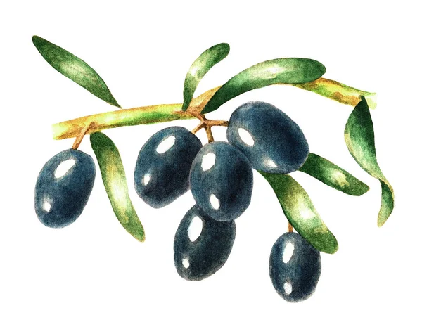 Brin Olives Noires Avec Des Feuilles Sur Fond Blanc Illustration — Photo