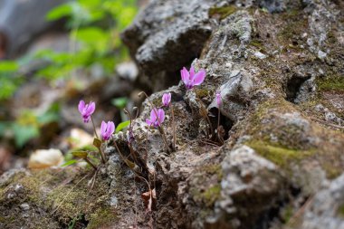 Türk ormanları kayalıklarda yabani çiçekler