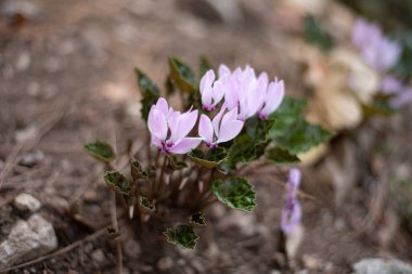 Türk ormanları kayalıklarda yabani çiçekler
