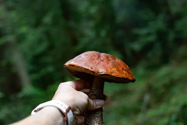 Human harvest mushrooms in the forest