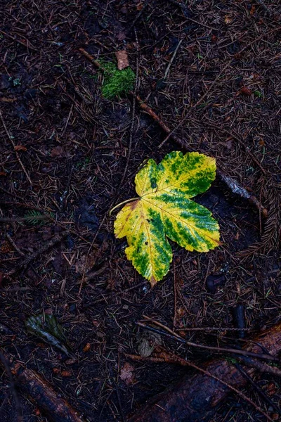 Gelbes Blatt Auf Dem Boden Wald — Stockfoto