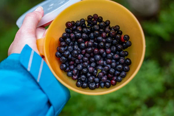 Blueberries Bowl Harvested Carpathian Forest — Stock Photo, Image