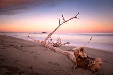 Kumlu bir plaj üzerinde Alacakaranlık günbatımı zamanı ağaç dalına. Uzun pozlama fotoğraf