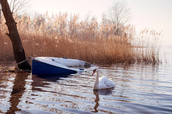 Swan nära en sjunken båt — Stockfoto