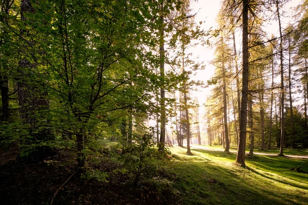 Luz del sol brillando a través de los árboles — Foto de Stock