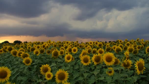 Champ Jaune Vif Tournesols Illuminés Par Des Orages Des Éclairs — Video