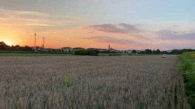 Gün batımında bir ayçiçeği tarlası, Vimercate, Milan, İtalya