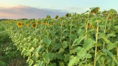 Gün batımında bir ayçiçeği tarlası, Vimercate, Milan, İtalya