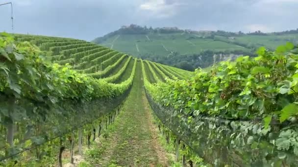 Point de vue : Promenade dans les vignobles verdoyants du vin barolo à Langhe, Piémont, Italie