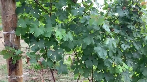 Point de vue : Promenade dans les vignobles verdoyants du vin barolo à Langhe, Piémont, Italie