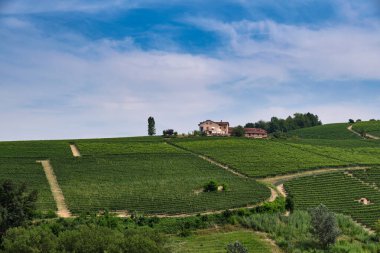 Langhe 'nin üzüm bağları, Piedmont' un en iyi şarap bölgesi, UNESCO dünya mirası alanı.
