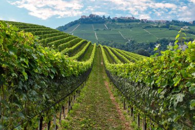 Langhe 'nin üzüm bağları, Piedmont, İtalya' nın en iyi şarap bölgesi, UNESCO dünya mirası alanı.