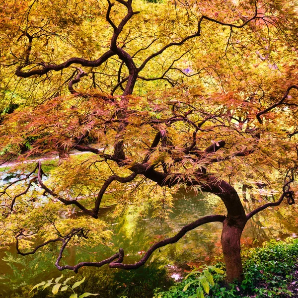 Japon Akçaağacı Sonbaharda Bir Gölete Yansıdı Acer Palmatum Disectum Atropurpureum — Stok fotoğraf